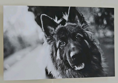 German shepherd dog - german,