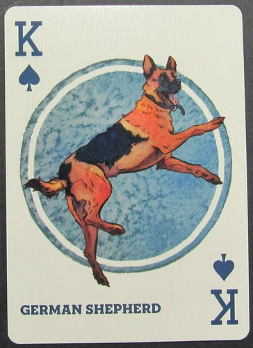 Dog german shepherd single - dog,