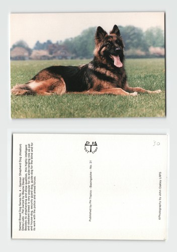 Postcard german shepherd dog - -,