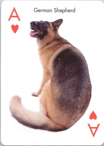 German shepherd the dog - shepherd,
