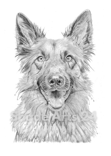 German shepherd pencil drawing - german,
