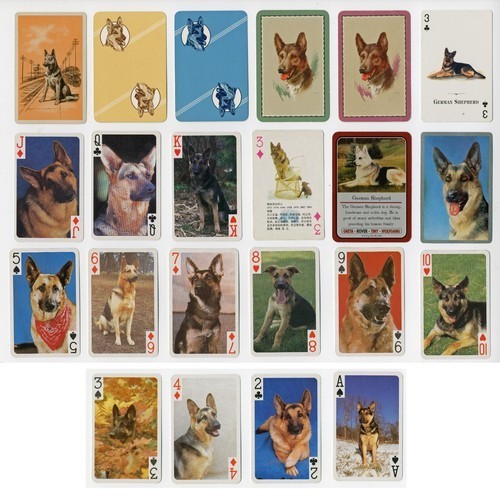 German shepherd dog - dog, 22