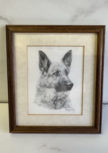 Alsatian german shepherd - alsatian,