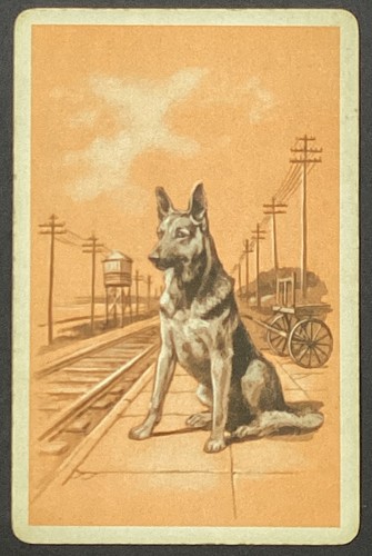 Dog german shepherd train - german,