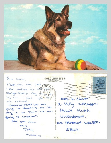 Postcard german shepherd dog - german,
