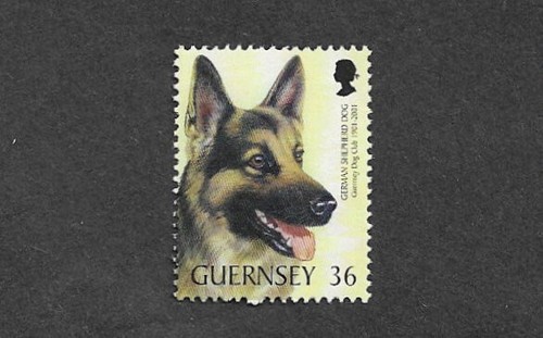Dogs german shepherd dog - german,