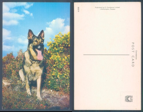 German shepherd dog - german,