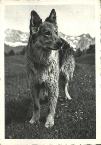 Vintage german shepherd dog - german,