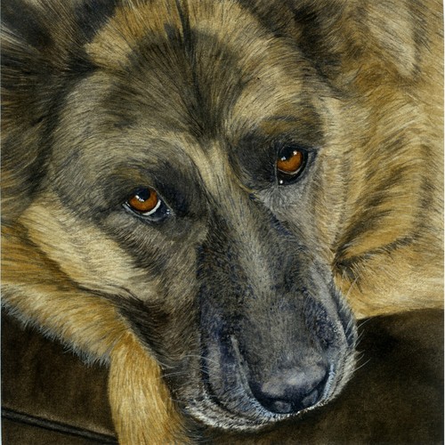 German shepherd print from - german, my