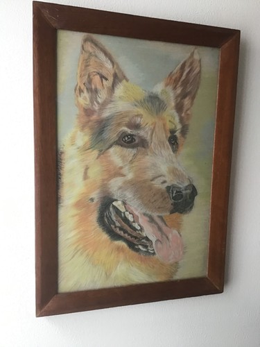 German shepherd dog alsatian - shepherd,