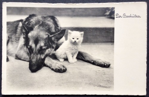 Vintage dog postcard german - vintage,