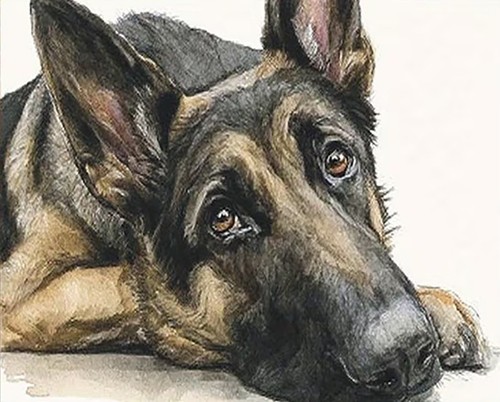 German shepherd dog - shepherd, animal