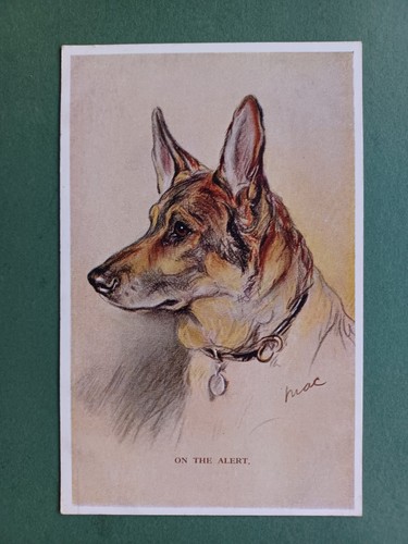 1930s german shepherd - pc, dog
