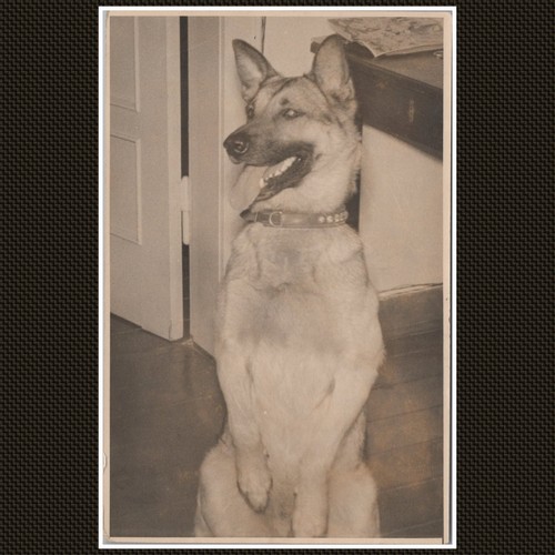German shepherd dog sitting - german,