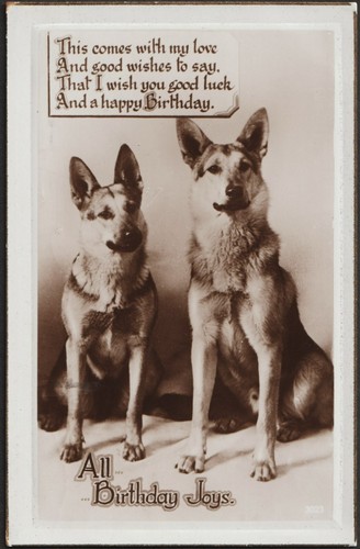 Two alsation german shepherd - german,