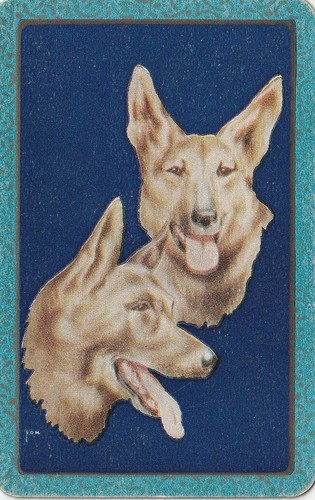 Two german shepherd dog - german,
