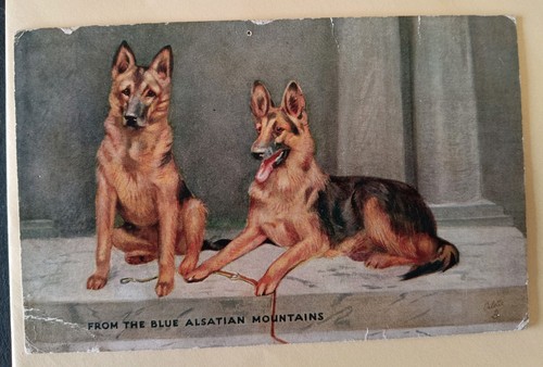 Dog postcard german - postcard,,